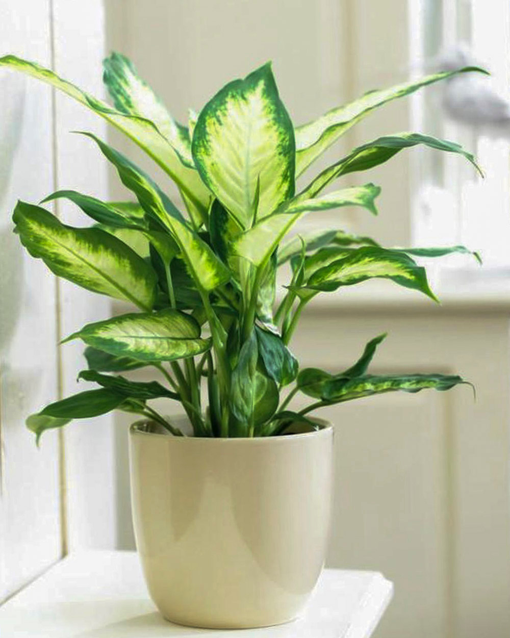 menh-moc-hop-cay-gi (10).jpg